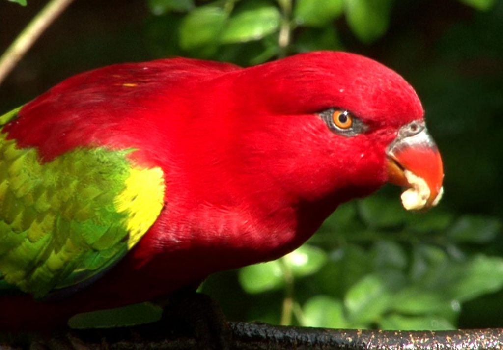 Chattering Lory Chattering Lory