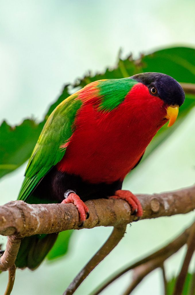 Collared Lory Collared Lory