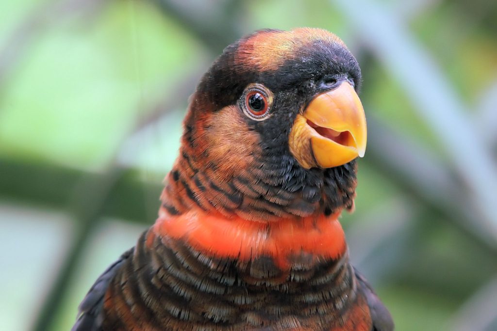 Dusky Lory Dusky Lory