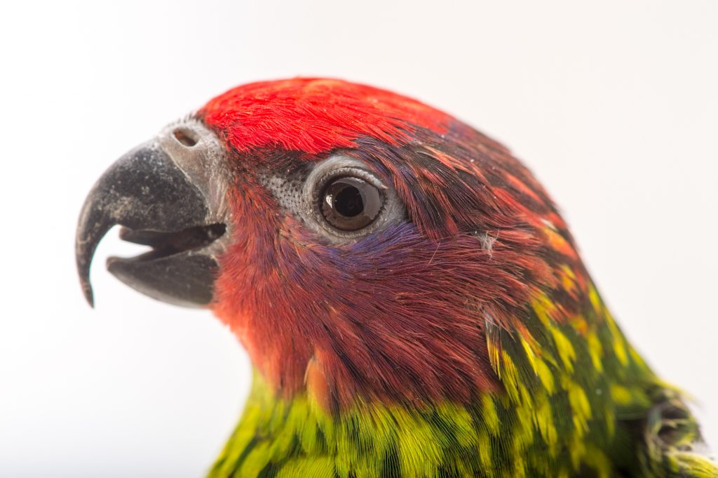 GoldieÕs Lorikeet (Psitteuteles Goldiei) At The Columbus Zoo. Goldie's Lorikeet
