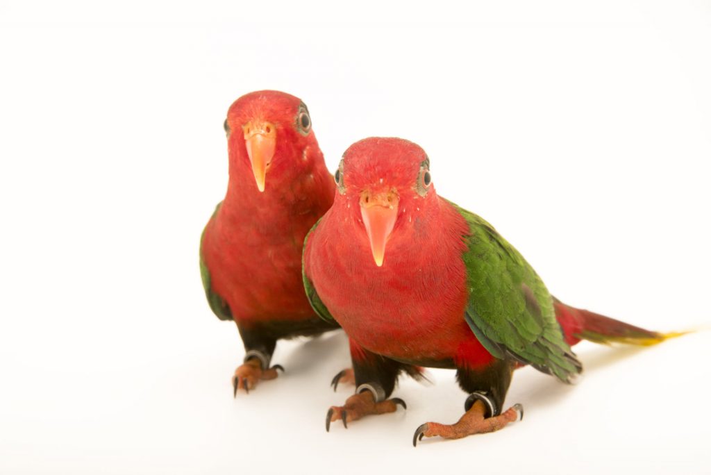 IUCN Status: Least ConcernThe species lives in the mountainous areas of western and central New Guinea, including the Vogelkop Peninsula. The male is recognized with its bluer crown and red rump patch, while the female has an entirely black crown and yellow rump patch. Like most small lorikeets, this species feeds mostly on flowers and their nectar. It is rarely seen in the wild because of its shy behavior, but is thought to be uncommon and possibly vulnerable to both deforestation and capture for the wildlife trade in Indonesian markets. Josephine's Lorikeet