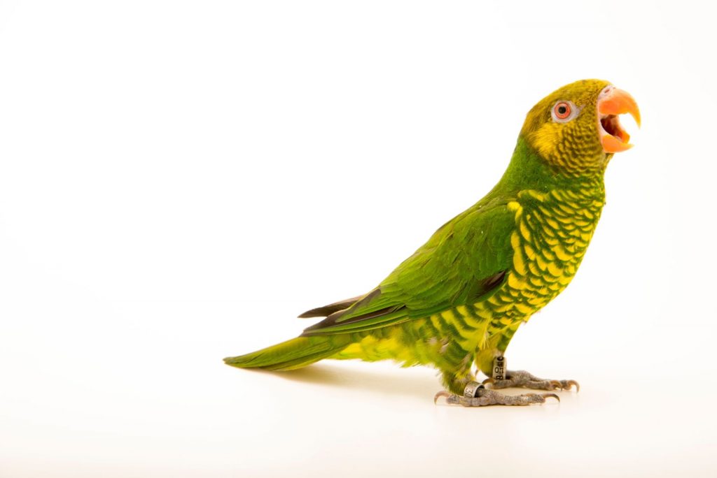 Aka Meyer's lorikeetIUCN Status: Least ConcernThis species is endemic to the inland areas of Sulawesi Island in Indonesia. This small lorikeet has rarely been traded because of its relatively dull coloration and the fact that most captured specimens die before reaching the hands of traders. It feeds on flowers and their nectar, usually in large flocks. The species remains at least locally common and occurs in a few protected areas within its range. MUSTARD-CAPPED-LORIKEET