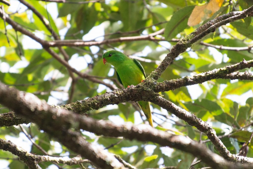 Meek S Lorikeet Meek's Lorikeet