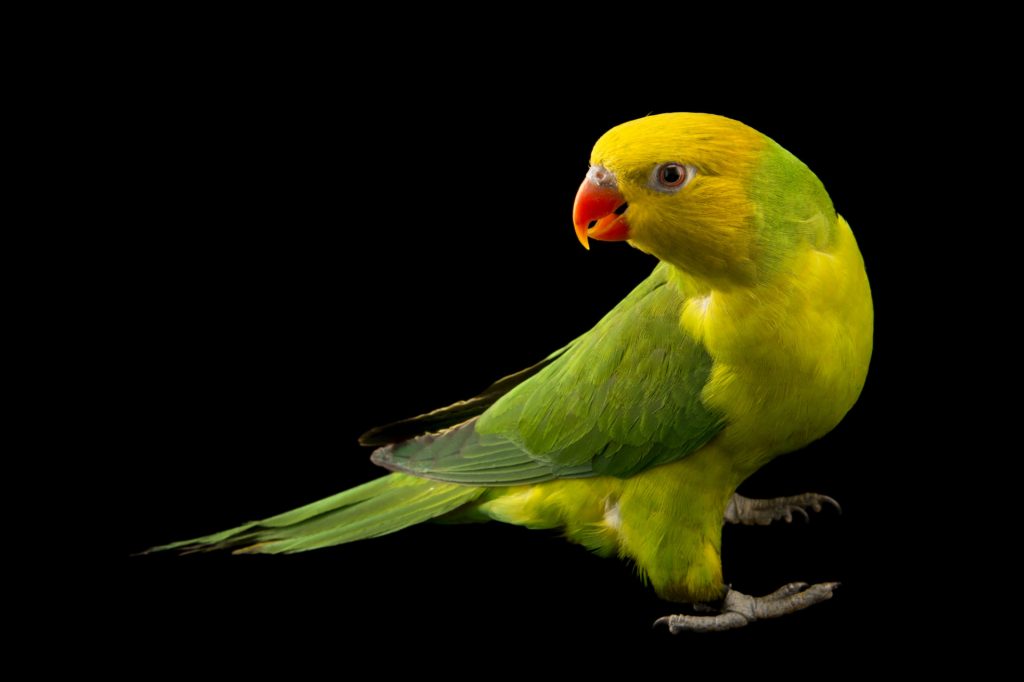 Olive Headed Lorikeet (Trichoglossus Euteles) At The Philadelphia Zoo. Olive-headed Lorikeet
