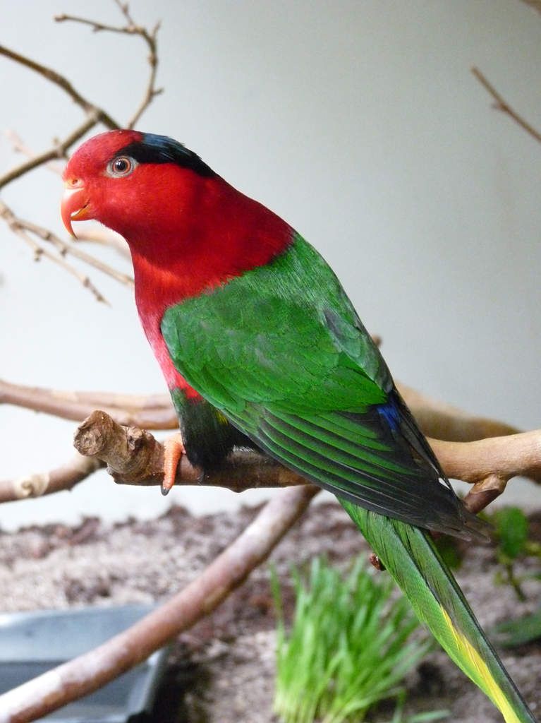 Papuan Lorikeet Papuan Lorikeet