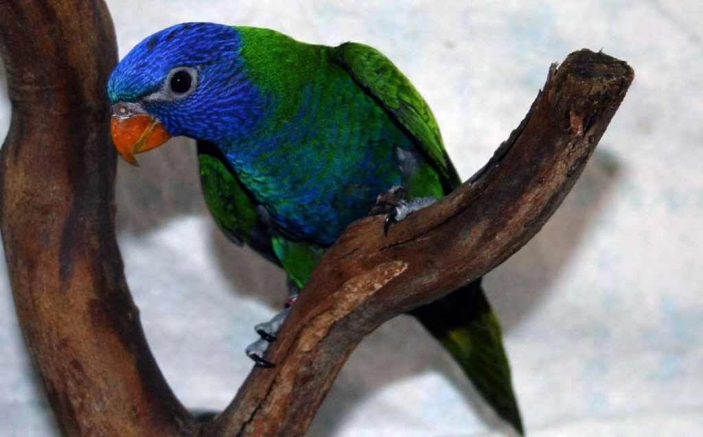 Pinterest Blue Fronted Lorikeet Pinterest Blue-fronted Lorikeet