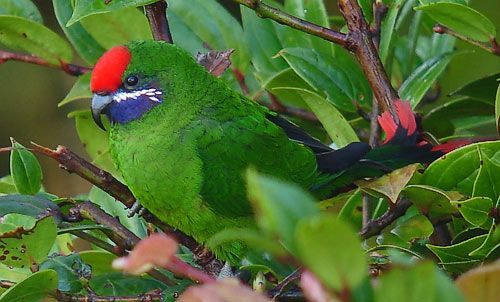 Plum Faced Lorikeet Plum-faced Lorikeet