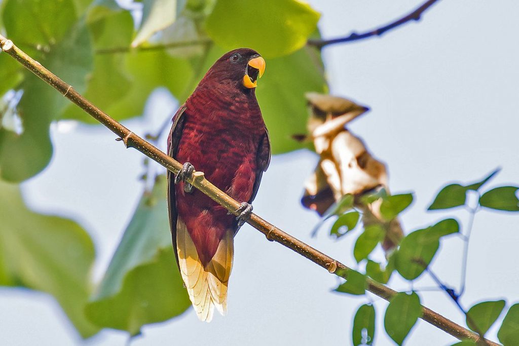 Pohnpei Lorikeet Pohnpei Lorikeet
