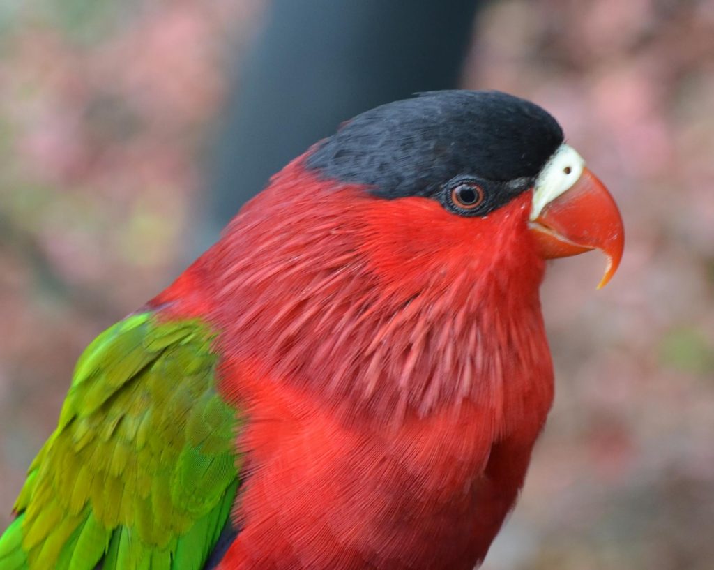 Purple Bellied Lory Purple-bellied Lory