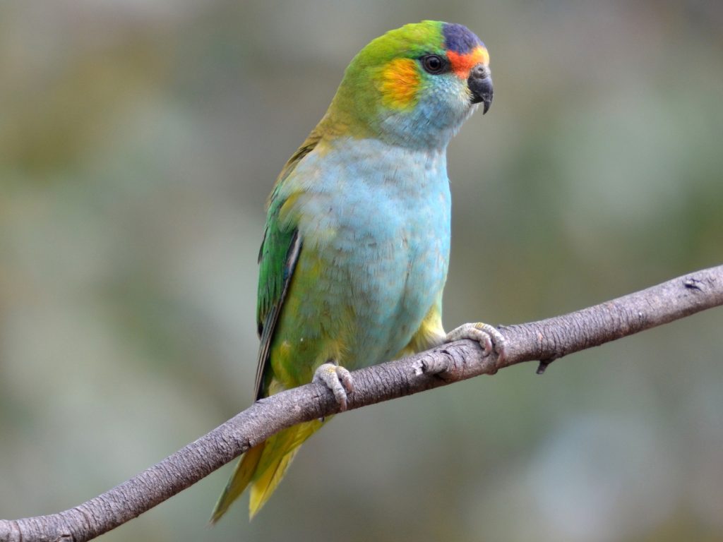 Purple Crowned Lorikeet Purple-crowned Lorikeet