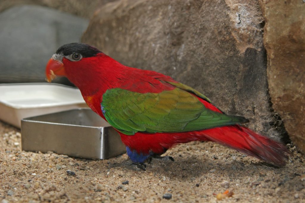 Purple Naped Lory Purple-naped Lory