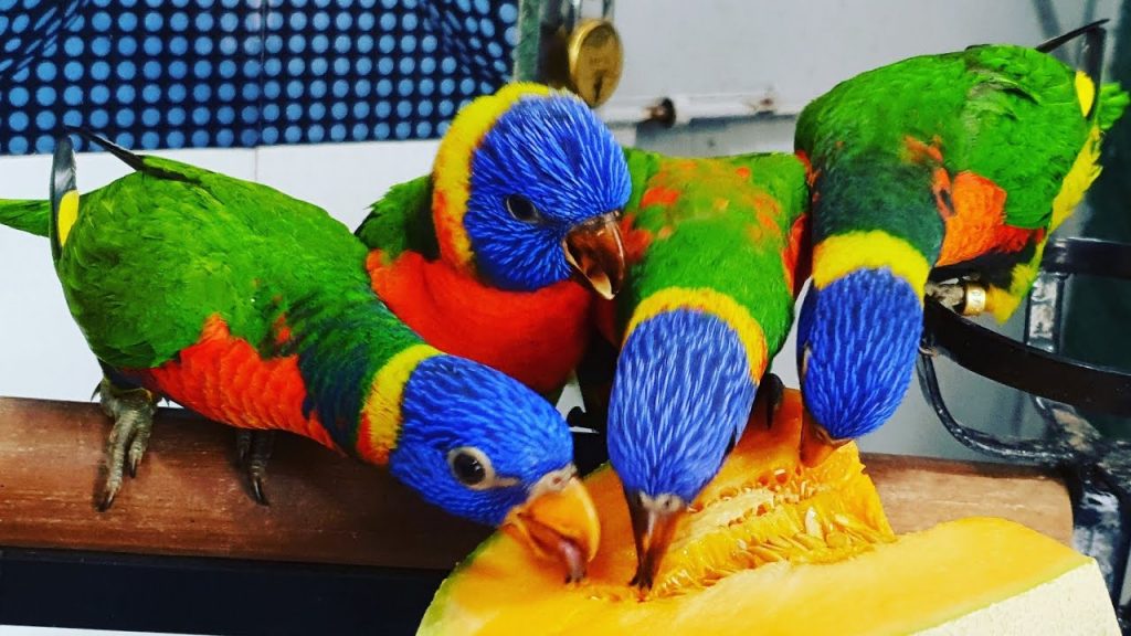 Rainbow Lorikeet Rainbow Lorikeet