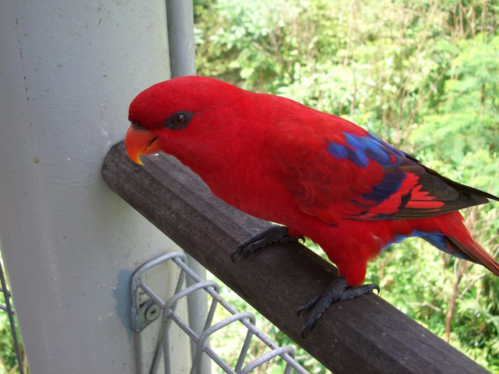 Red Lory Red Lory