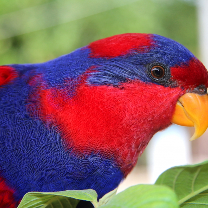 Red-and-blue Lory