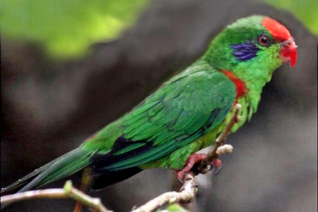 Red Fronted Lorikeet Red-fronted Lorikeet