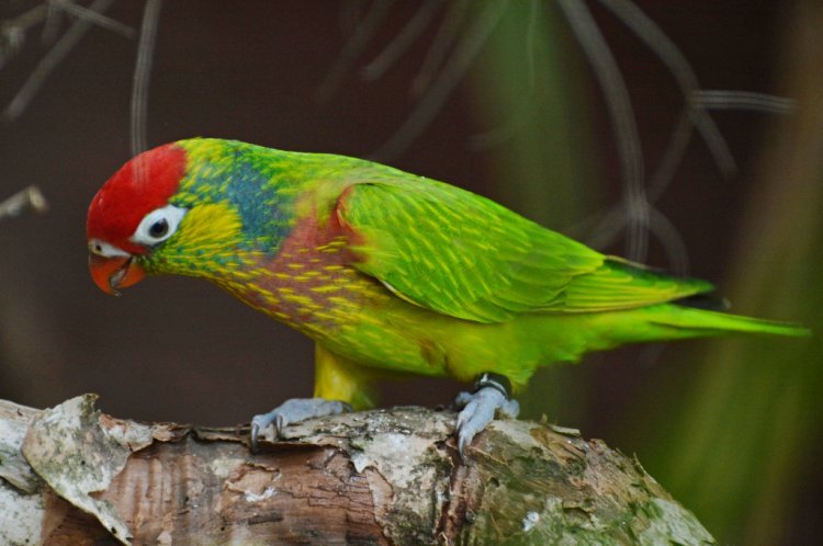 Varied Lorikeet Varied Lorikeet