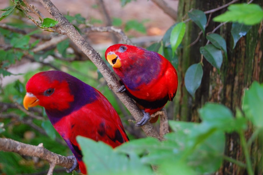 Violet Necked Lory Violet-necked Lory