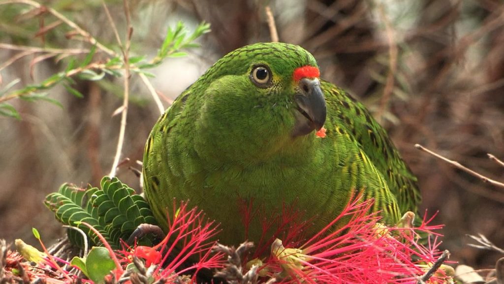 Western Ground Parrot Western ground parrot