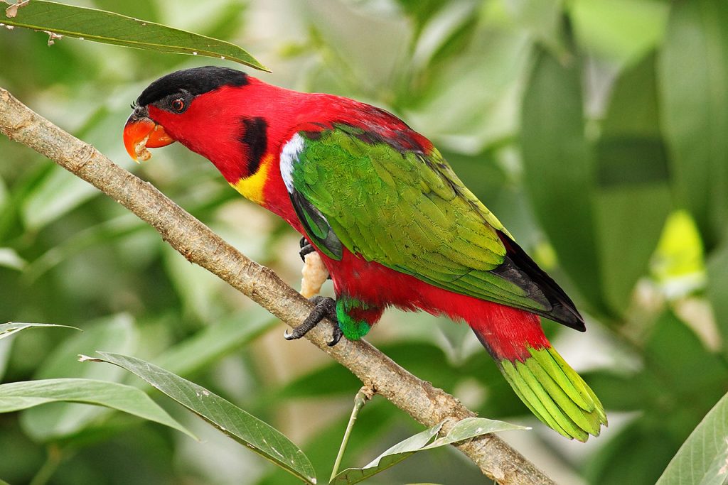 Yellow Bibbed Lory Yellow-bibbed Lory