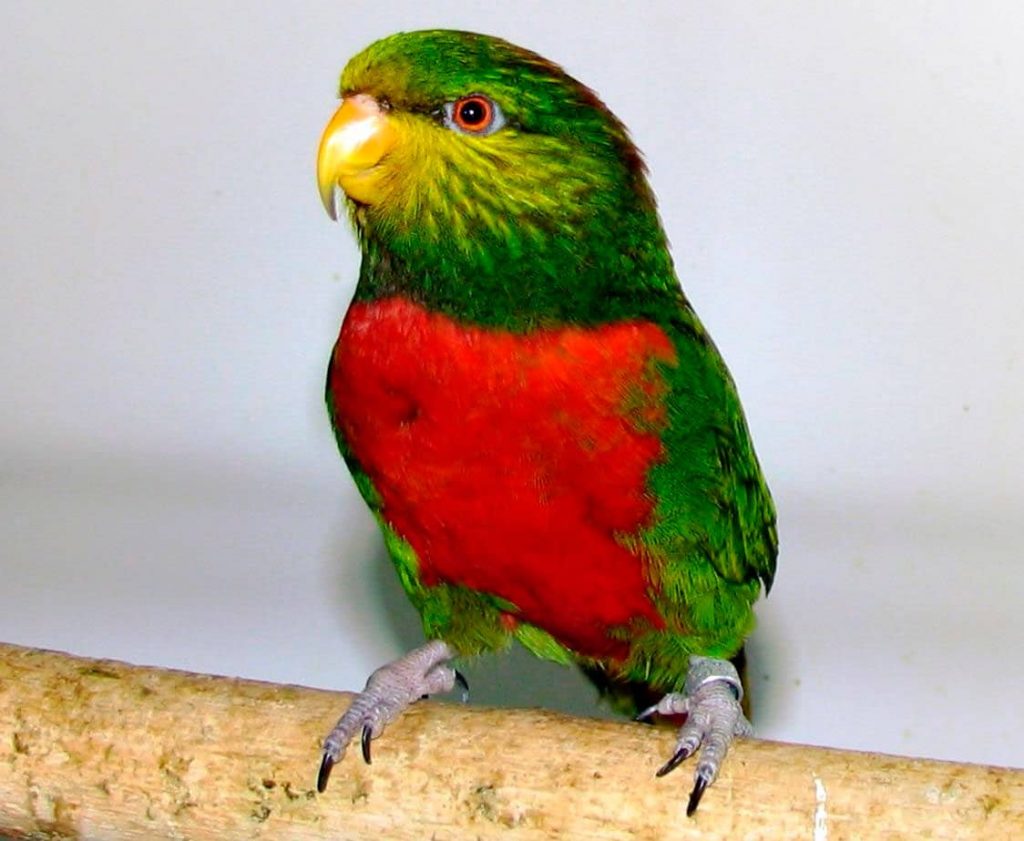 Yellow Billed Lorikeet Yellow-billed Lorikeet