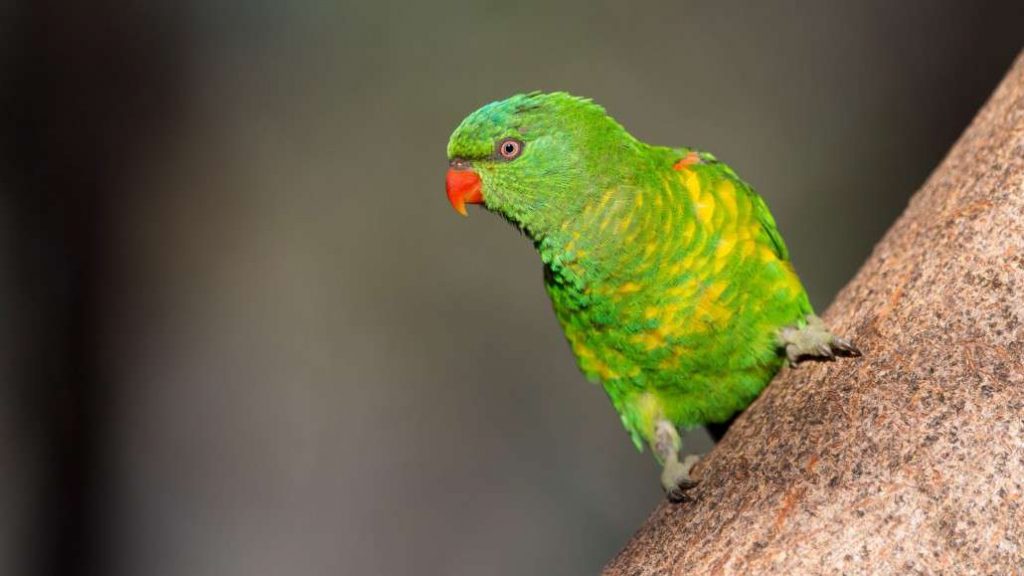 Birds Scaly Breasted Lorikeet Scaly-breasted Lorikeet