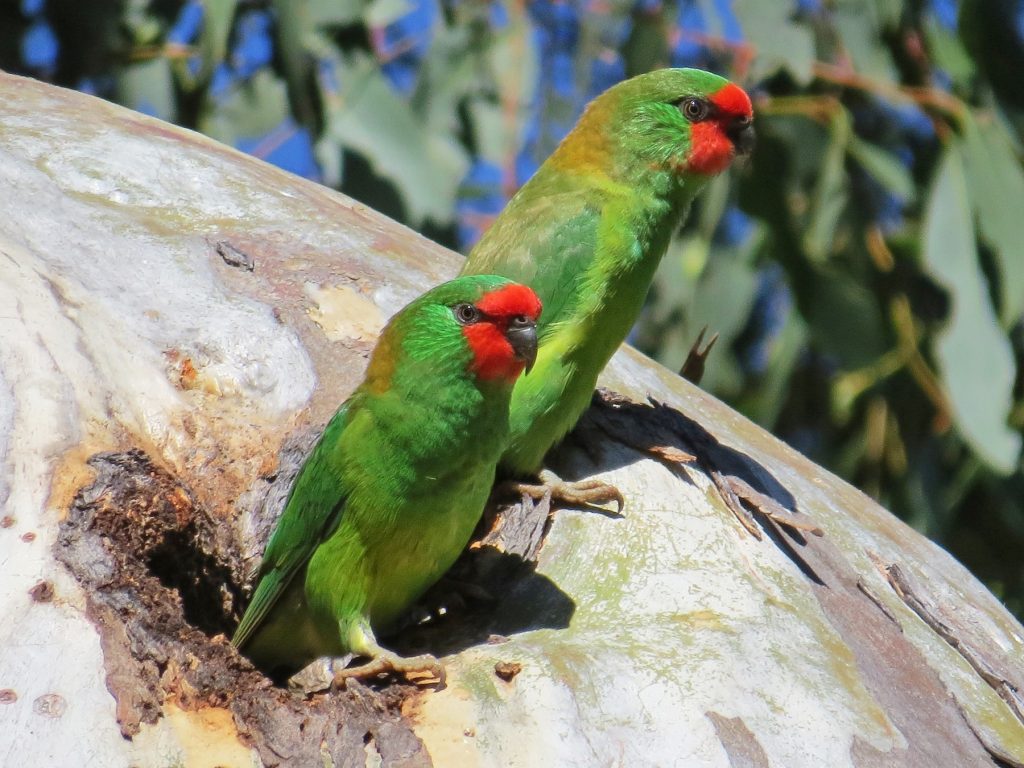 Little Lorikeet little-lorikeet