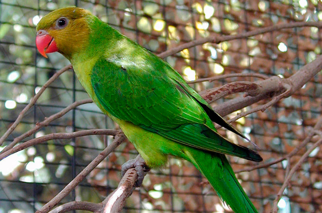 OLIVE HEADED LORIKEET OLIVE-HEADED LORIKEET
