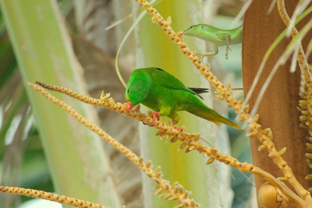 PALM LORIKEET PALM LORIKEET