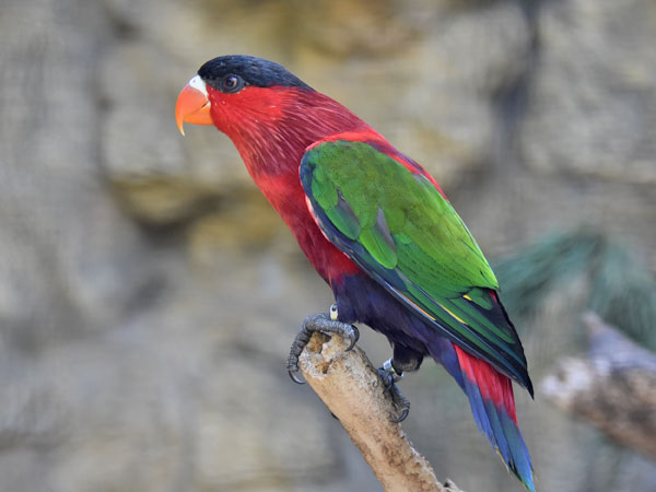 PURPLE BELLIED LORY PURPLE-BELLIED LORY با نام علمی Lorius hypoinochrous