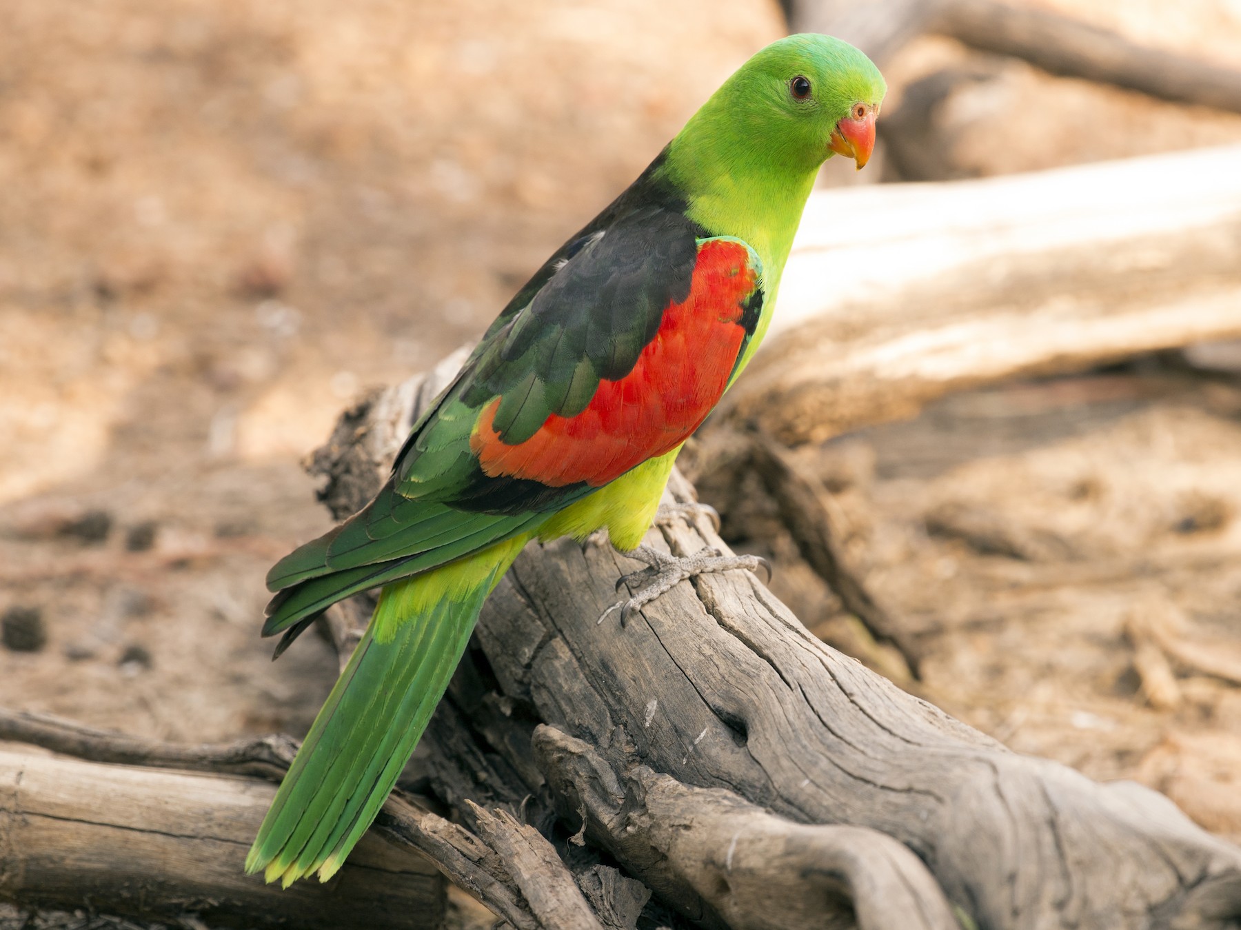 RED-WINGED PARROT