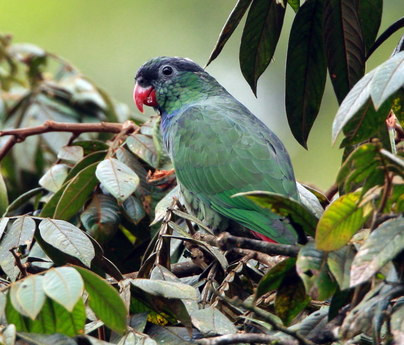 RED-BILLED PARROT