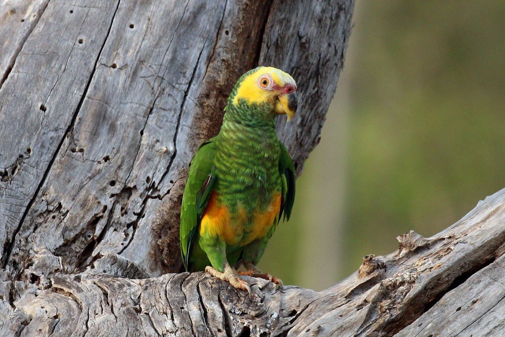 YELLOW-FACED PARROT