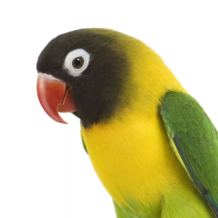 masked-lovebird masked-lovebird